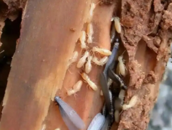 米林白蚁防治公司分享认清白蚁真面目，告别防虫认知误区